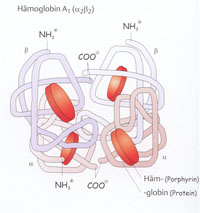 Abb. 1: Hämoglobin A